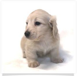 Solid Light Cream Longhair Female Miniature Dachshund Puppy