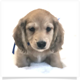 Harper's AKC Shaded Cream Long Hair Male Miniature Dachshund Puppy