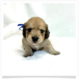 Harper's AKC Shaded Cream Longhair Male Miniature Dachshund Puppy