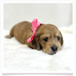 Harper's AKC Shaded Cream Longhair Female Miniature Dachshund Puppy