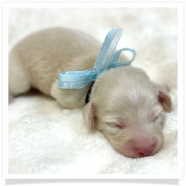 Tristen - AKC Solid Cream Longhair Male Miniature Dachshund Puppy