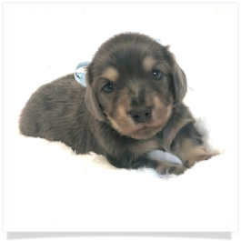 Ellie's AKC Blue & Cream Dapple Long Hair Male Miniature Dachshund Puppy