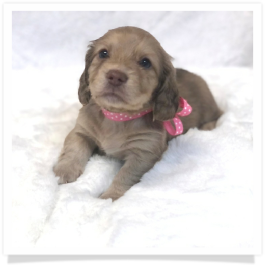 Harper's AKC Shaded Cream Long Hair Female Miniature Dachshund Puppy