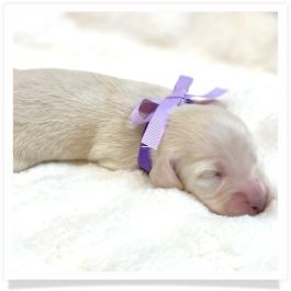 Pearl - AKC Solid Cream Longhair Female Miniature Dachshund Puppy