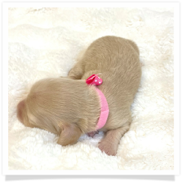 Flower - AKC Solid Cream Longhair Female Miniature Dachshund Puppy