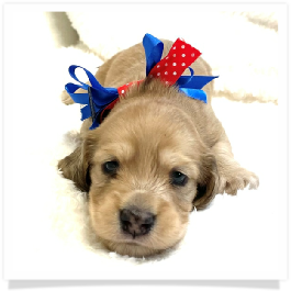 Harper's AKC Shaded Cream Longhair Male Miniature Dachshund Puppy