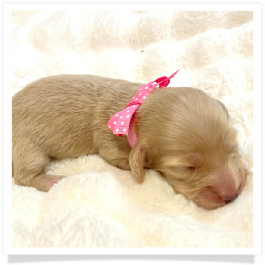 Flower - AKC Solid Cream Longhair Female Miniature Dachshund Puppy