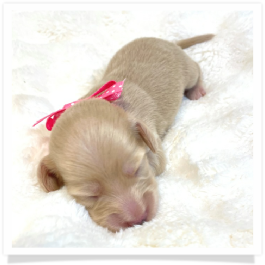 Flower - AKC Solid Cream Longhair Female Miniature Dachshund Puppy