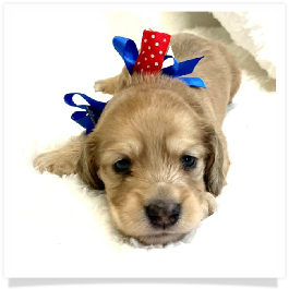 Harper's AKC Shaded Cream Longhair Male Miniature Dachshund Puppy