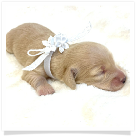Lilly - AKC Solid Cream Longhair Female Miniature Dachshund Puppy