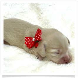 Serena - AKC Solid Cream Longhair Female Miniature Dachshund Puppy