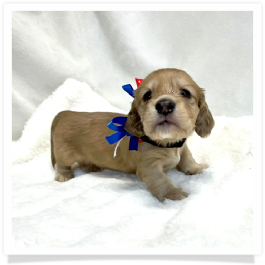 Harper's AKC Shaded Cream Longhair Male Miniature Dachshund Puppy