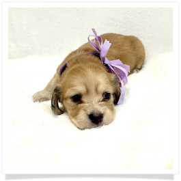 Harper's AKC Shaded Cream Longhair Female Miniature Dachshund Puppy