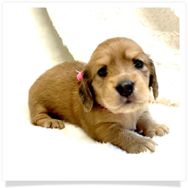 Harper's AKC Shaded Cream Longhair Female Miniature Dachshund Puppy