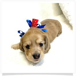Harper's AKC Shaded Cream Longhair Male Miniature Dachshund Puppy