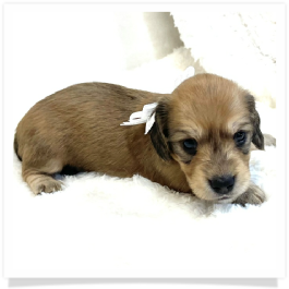Harper's AKC Shaded Cream Longhair Female Miniature Dachshund Puppy