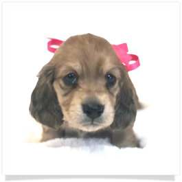 Harper's AKC Shaded Cream Long Hair Female Miniature Dachshund Puppy