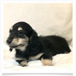 Loo Loo's AKC Black & Cream Long Hair Male Miniature Dachshund Puppy