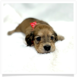 Harper's AKC Shaded Cream Longhair Female Miniature Dachshund Puppy