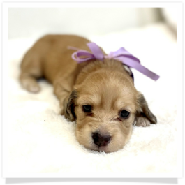 Harper's AKC Shaded Cream Longhair Female Miniature Dachshund Puppy