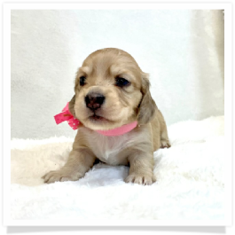 Harper's AKC Light Shaded Cream Dapple Female Miniature Dachshund Puppy