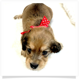 Harper's AKC Shaded Cream Longhair Female Miniature Dachshund Puppy