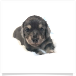 Ellie's AKC Blue & Cream Dapple Long Hair Male Miniature Dachshund Puppy
