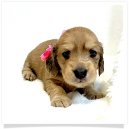 Harper's AKC Shaded Cream Longhair Female Miniature Dachshund Puppy