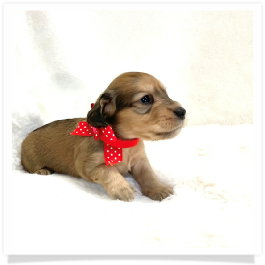 Harper's AKC Shaded Cream Longhair Female Miniature Dachshund Puppy