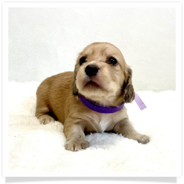 Harper's AKC Shaded Cream Longhair Female Miniature Dachshund Puppy