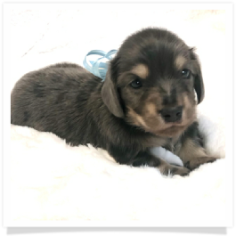 Ellie's AKC Blue & Cream Dapple Long Hair Male Miniature Dachshund Puppy