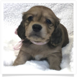Harper's AKC Shaded Cream Long Hair Female Miniature Dachshund Puppy
