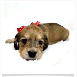 Harper's AKC Shaded Cream Longhair Female Miniature Dachshund Puppy