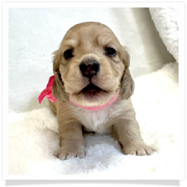 Harper's AKC Light Shaded Cream Dapple Female Miniature Dachshund Puppy