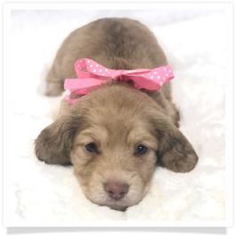 Harper's AKC Shaded Cream Long Hair Female Miniature Dachshund Puppy