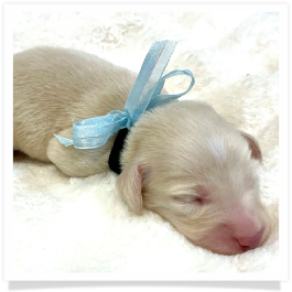 Tristen - AKC Solid Cream Longhair Male Miniature Dachshund Puppy