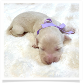 Pearl - AKC Solid Cream Longhair Female Miniature Dachshund Puppy