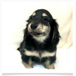 Loo Loo's AKC Black & Cream Long Hair Male Miniature Dachshund Puppy