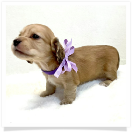 Harper's AKC Shaded Cream Longhair Female Miniature Dachshund Puppy