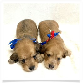 Harper's AKC Shaded Cream Longhair Male Miniature Dachshund Puppy
