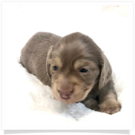 Ellie's AKC Isabella & Cream Long Hair Female Miniature Dachshund Puppy