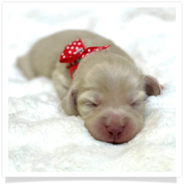 Serena - AKC Solid Cream Longhair Female Miniature Dachshund Puppy