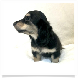 Loo Loo's AKC Black & Cream Long Hair Male Miniature Dachshund Puppy