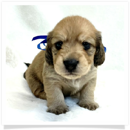 Harper's AKC Shaded Cream Longhair Male Miniature Dachshund Puppy