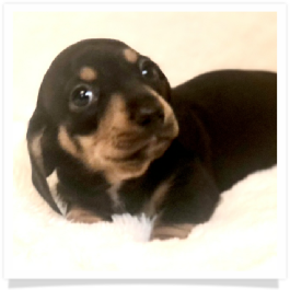 Pippa's AKC Black & Tan Short Hair Male Miniature Dachshund Puppy