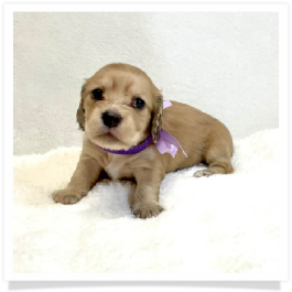 Harper's AKC Shaded Cream Longhair Female Miniature Dachshund Puppy