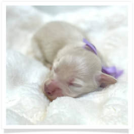 Pearl - AKC Solid Cream Longhair Female Miniature Dachshund Puppy