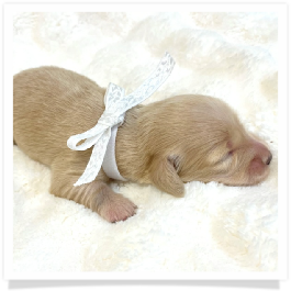Lilly - AKC Solid Cream Longhair Female Miniature Dachshund Puppy