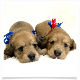 Harper's AKC Shaded Cream Longhair Male Miniature Dachshund Puppy