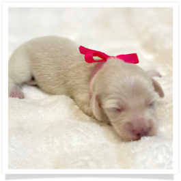 Fiona - AKC Solid Cream Longhair Female Miniature Dachshund Puppy